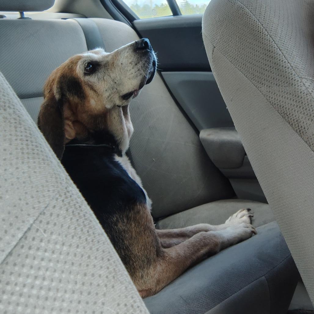 Enlarge Rosie, a Adoptable mixed breed in Wilmington, NC image 5/6
