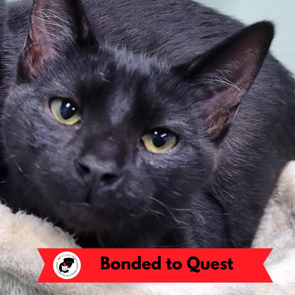 Quinley, a Adoptable Domestic Short Hair in Skokie, IL image 2/6