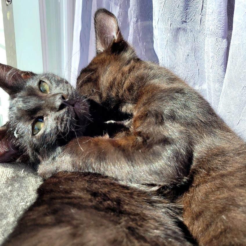 Enlarge Quinley, a Adoptable Domestic Short Hair in Skokie, IL image 2/6