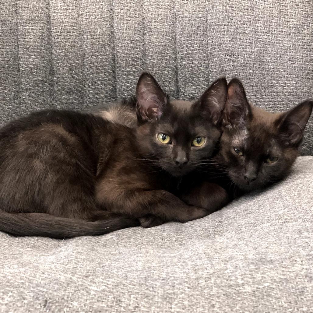 Enlarge Quinley, a Adoptable Domestic Short Hair in Skokie, IL image 3/6