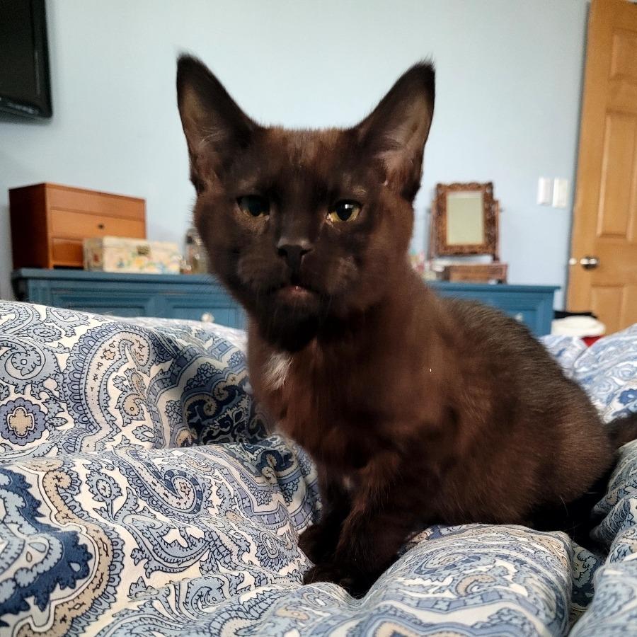 Quinley, a Adoptable Domestic Short Hair in Skokie, IL image 5/6