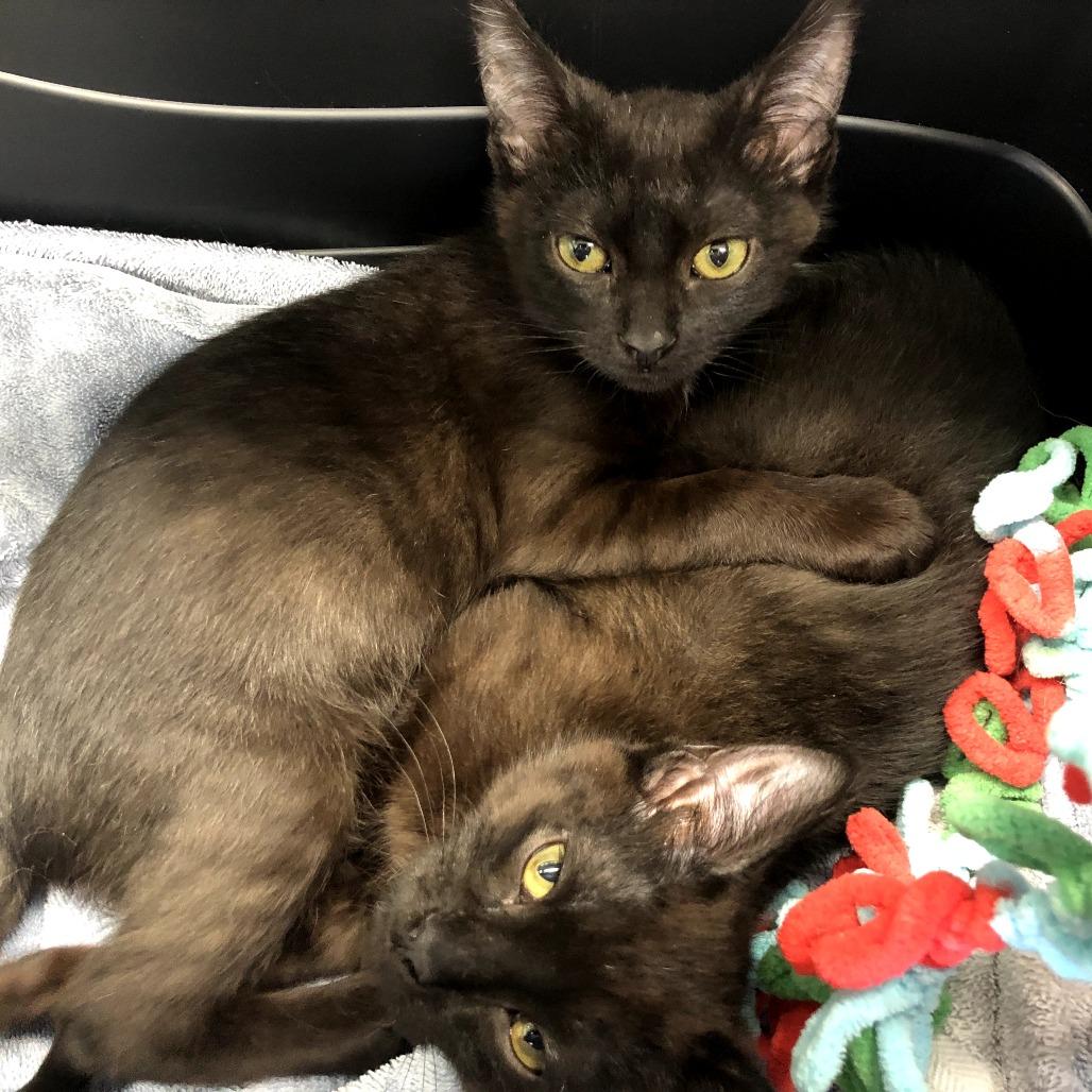 Enlarge Quinley, a Adoptable Domestic Short Hair in Skokie, IL image 5/6