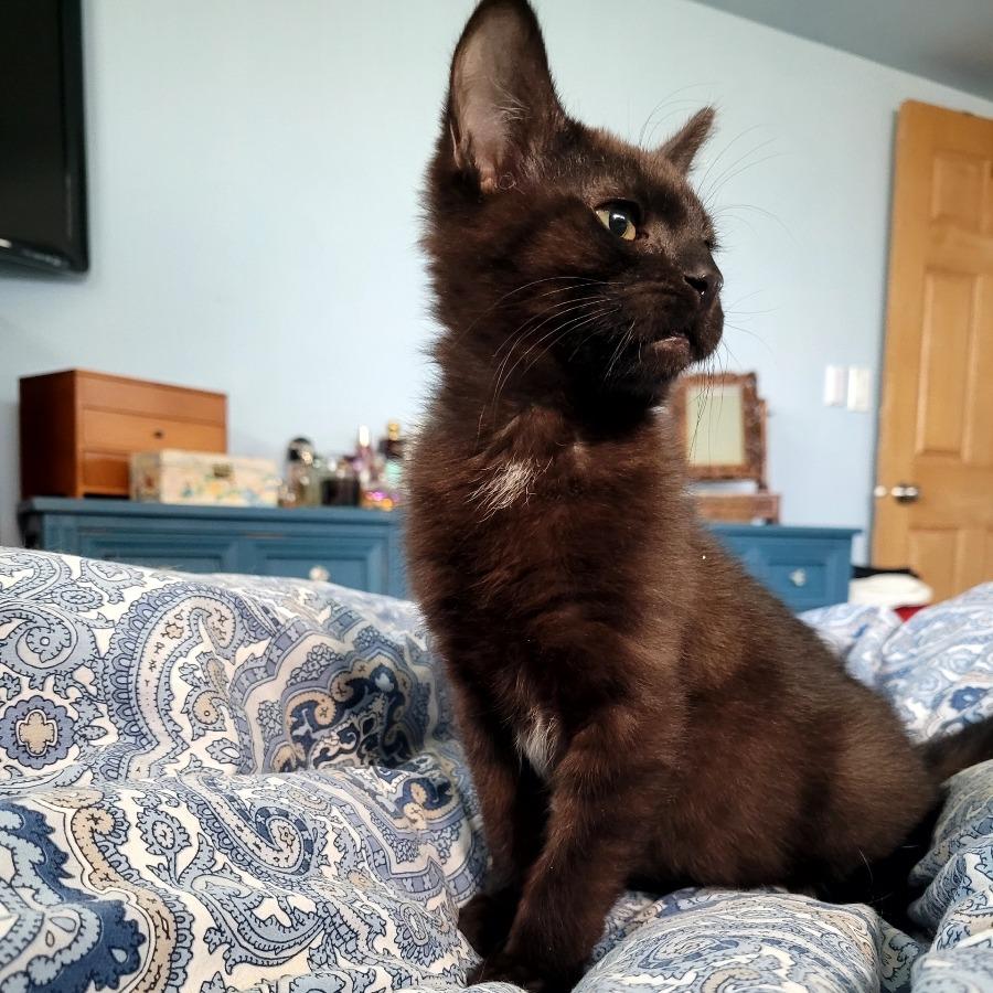 Enlarge Quinley, a Adoptable Domestic Short Hair in Skokie, IL image 6/6