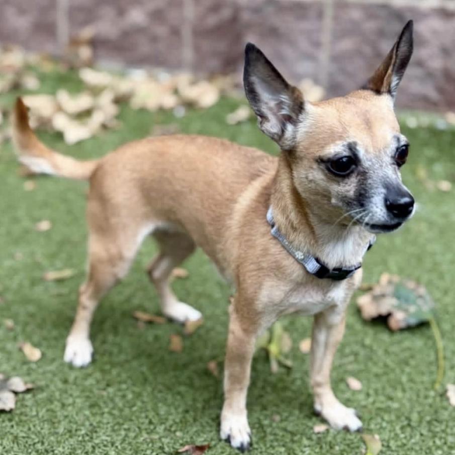 Enlarge Roxy, a Adoptable mixed breed in Rochester, MN image 1/1