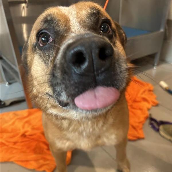 Enlarge Erick, a Adoptable Mixed Breed in Bentonville, AR image 1/6