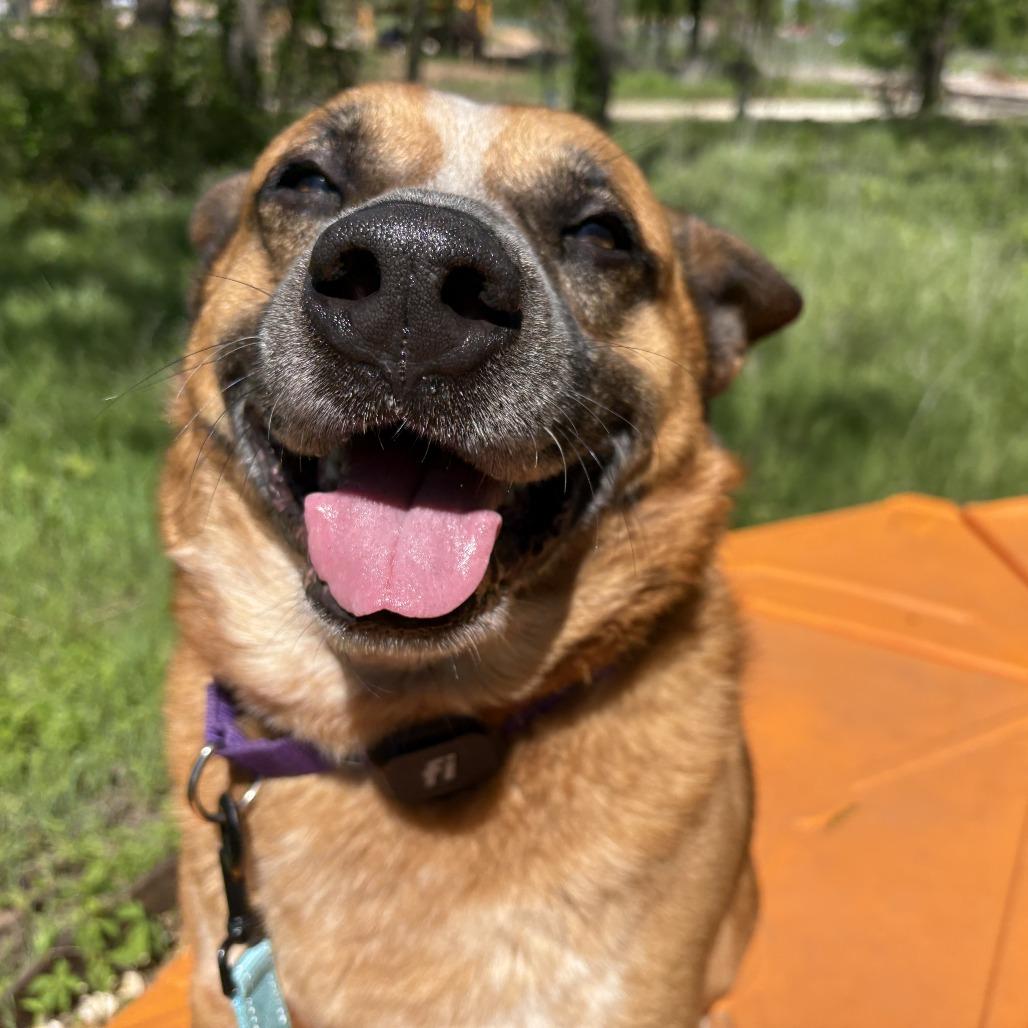 Enlarge Erick, a Adoptable Mixed Breed in Bentonville, AR image 2/6