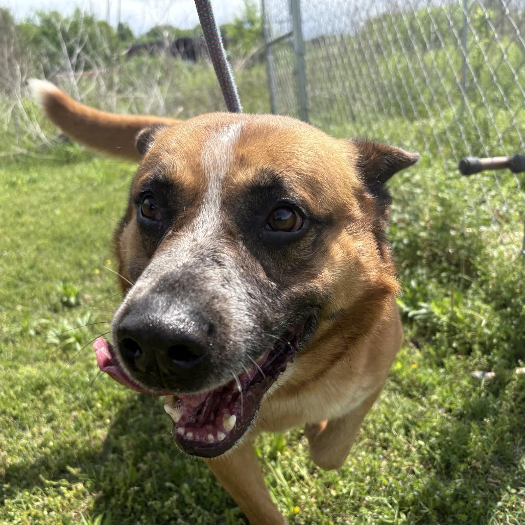 Enlarge Erick, a Adoptable Mixed Breed in Bentonville, AR image 3/6