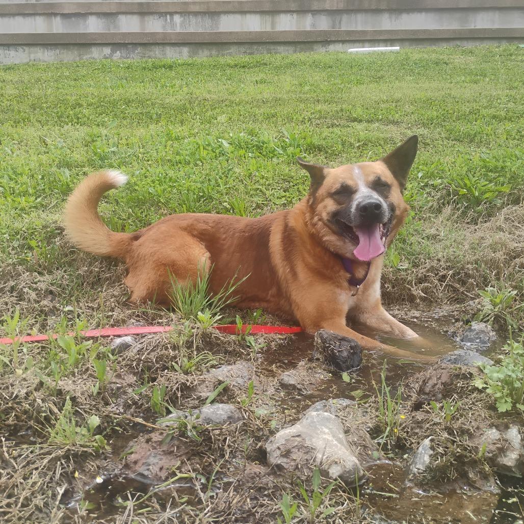Enlarge Erick, a Adoptable Mixed Breed in Bentonville, AR image 4/6
