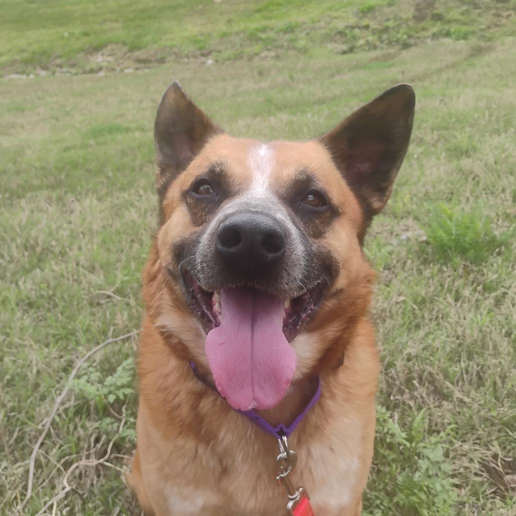 Enlarge Erick, a Adoptable Mixed Breed in Bentonville, AR image 5/6