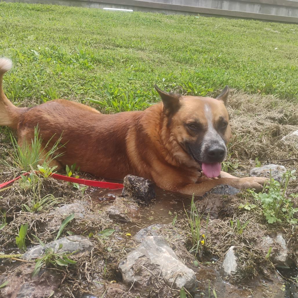 Enlarge Erick, a Adoptable Mixed Breed in Bentonville, AR image 6/6