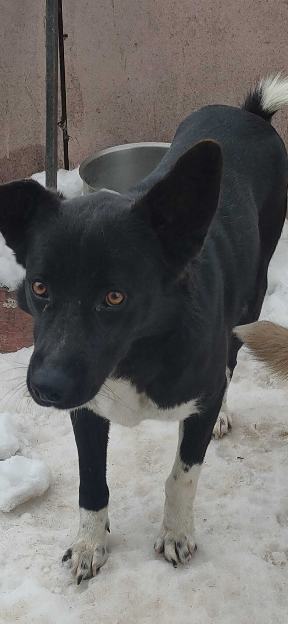 Enlarge Panther , a Adoptable mixed breed in Kirkland, WA image 5/5