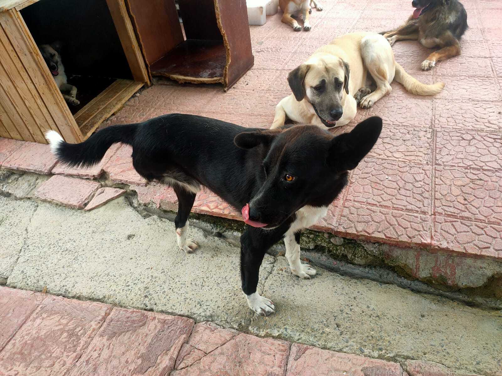 Enlarge Panther , a Adoptable mixed breed in Kirkland, WA image 1/5