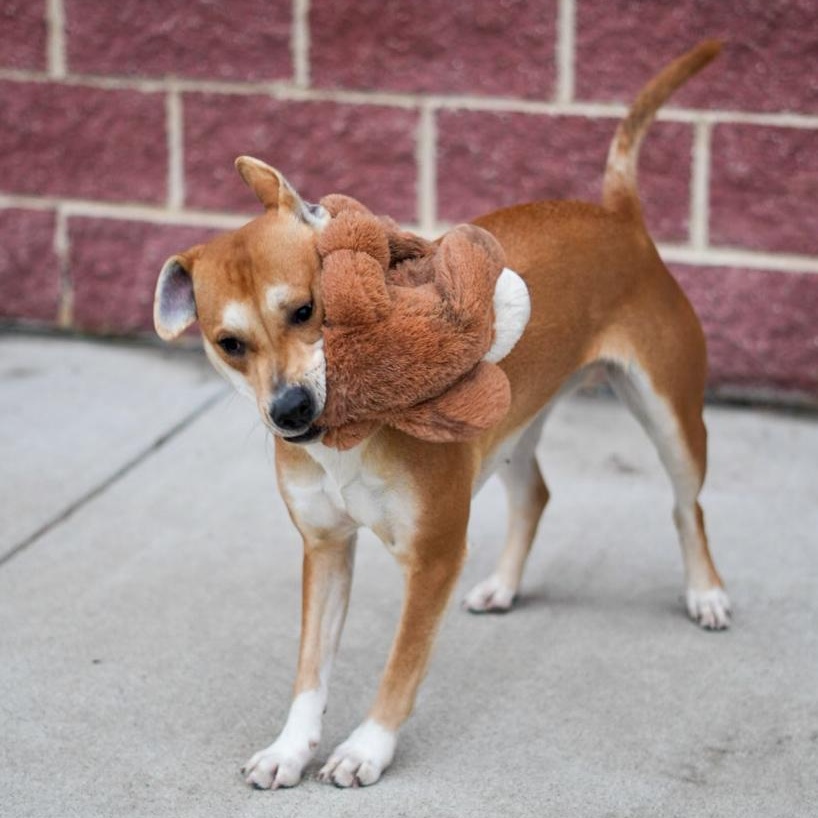 Enlarge Carolina ***No Adoption Fee Through March***, an adopted Mixed Breed in Stafford, VA image 5/6