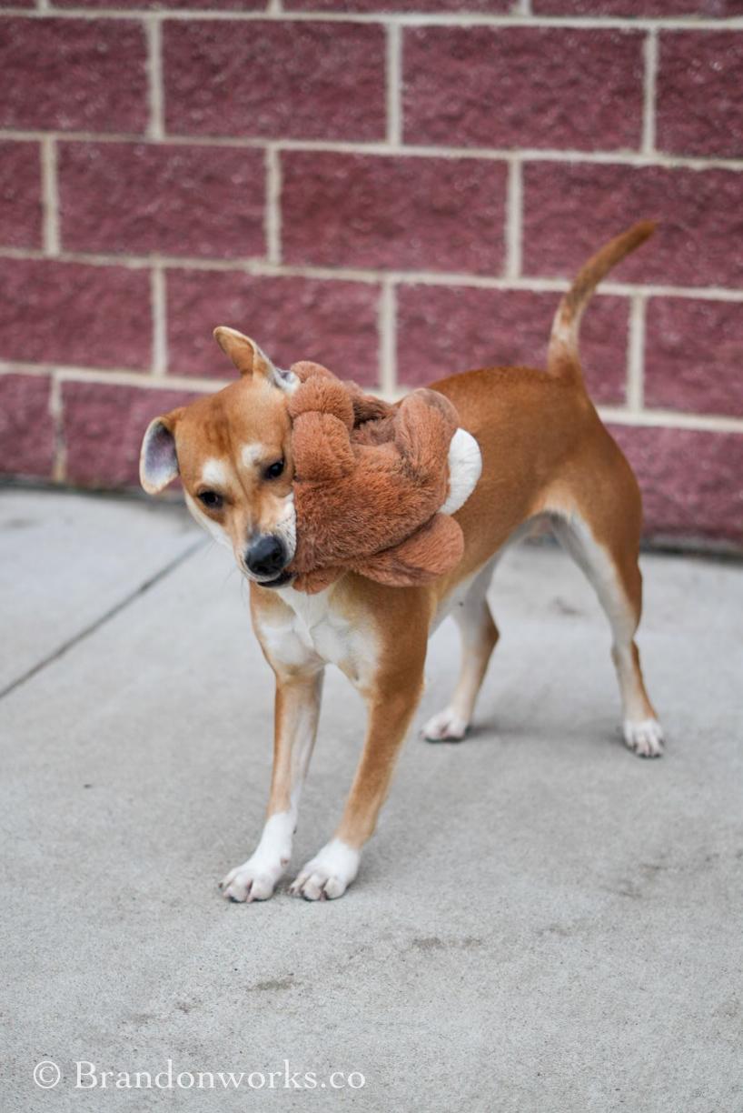 Enlarge CAROLINA , a ADOPTABLE Mixed Breed in Stafford, VA image 5/6