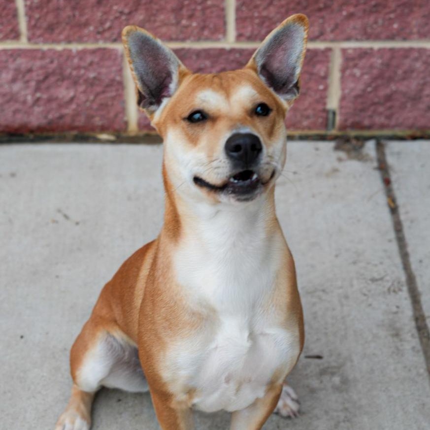 Enlarge Carolina ***No Adoption Fee Through March***, an adopted Mixed Breed in Stafford, VA image 4/6