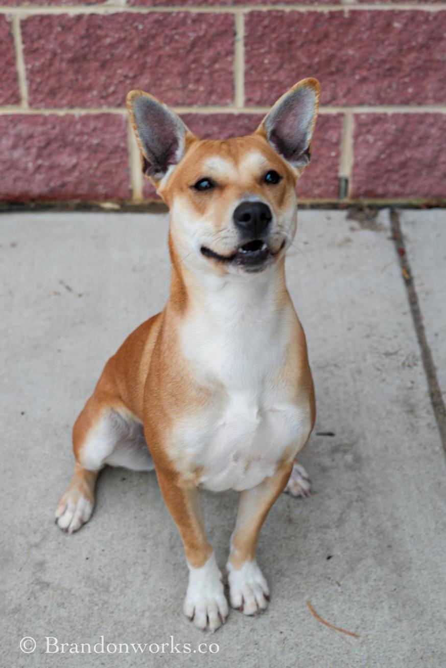 Enlarge CAROLINA , a ADOPTABLE Mixed Breed in Stafford, VA image 4/6