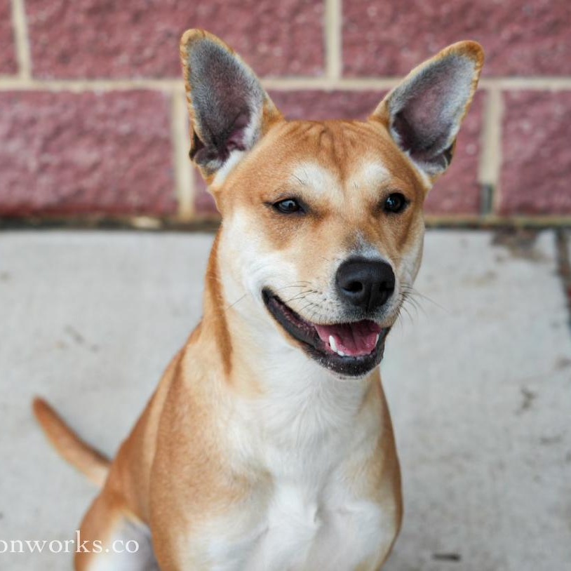 Enlarge Carolina ***No Adoption Fee Through March***, an adopted Mixed Breed in Stafford, VA image 1/6