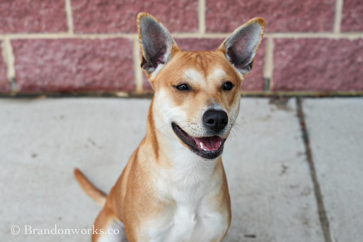Enlarge CAROLINA , a ADOPTABLE Mixed Breed in Stafford, VA image 1/6