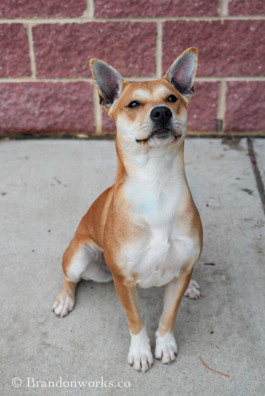 Enlarge CAROLINA , a ADOPTABLE Mixed Breed in Stafford, VA image 6/6