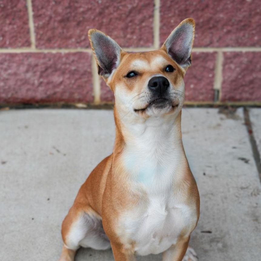 Enlarge Carolina ***No Adoption Fee Through March***, an adopted Mixed Breed in Stafford, VA image 6/6