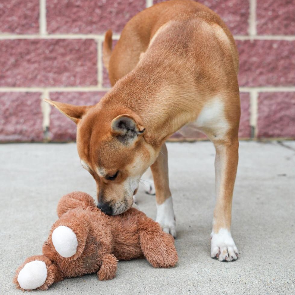 Enlarge Carolina ***No Adoption Fee Through March***, an adopted Mixed Breed in Stafford, VA image 3/6