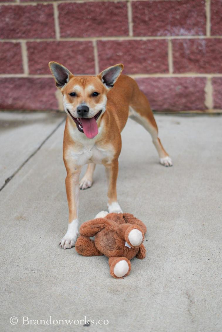 Enlarge CAROLINA , a ADOPTABLE Mixed Breed in Stafford, VA image 2/6