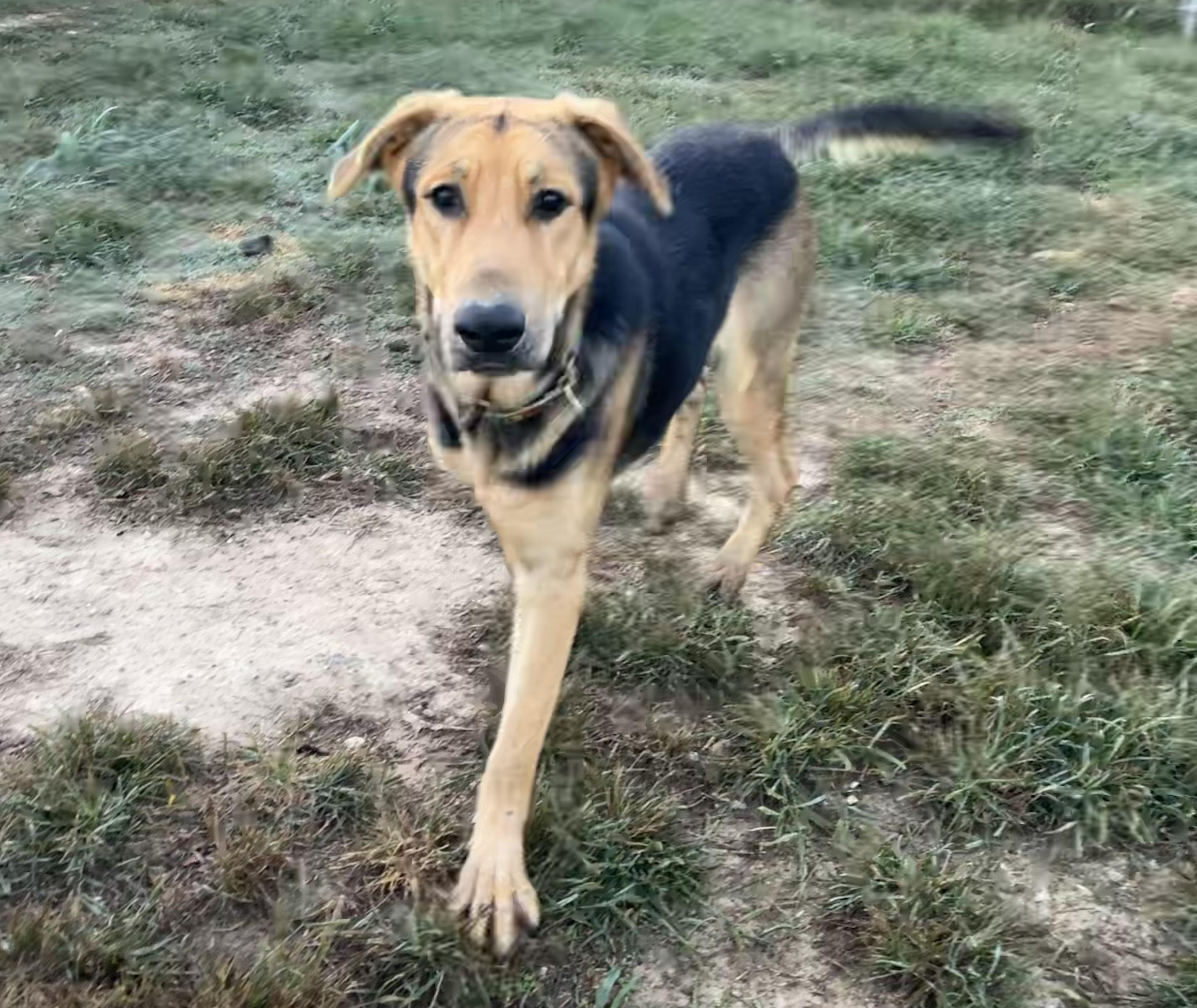 Sasquatch, Adoptable, Young Male German Shepherd Dog & Great Dane.