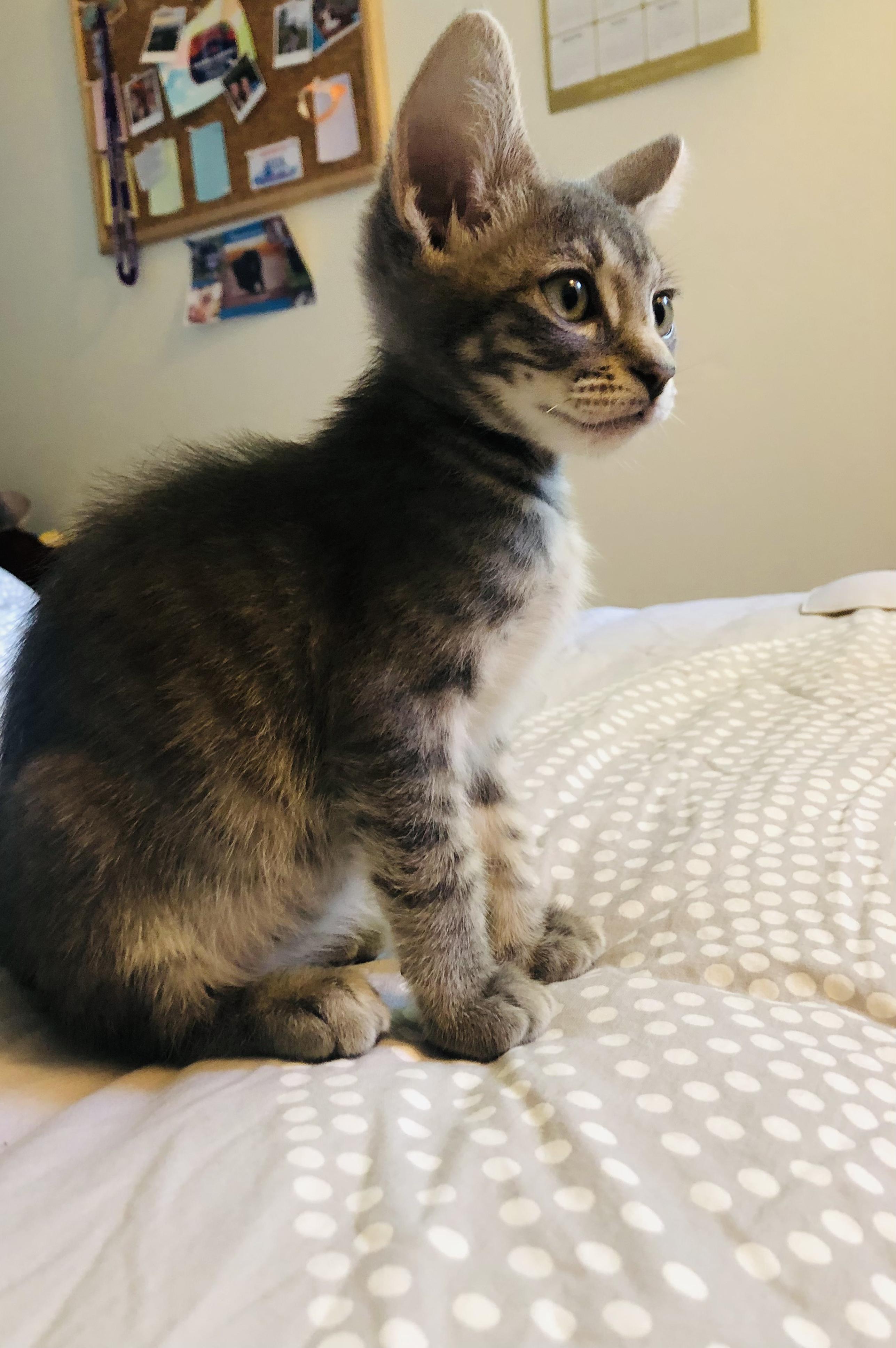 Ramona (Bonded to Beezus), ADOPTABLE, Kitten Female Domestic Short Hair.