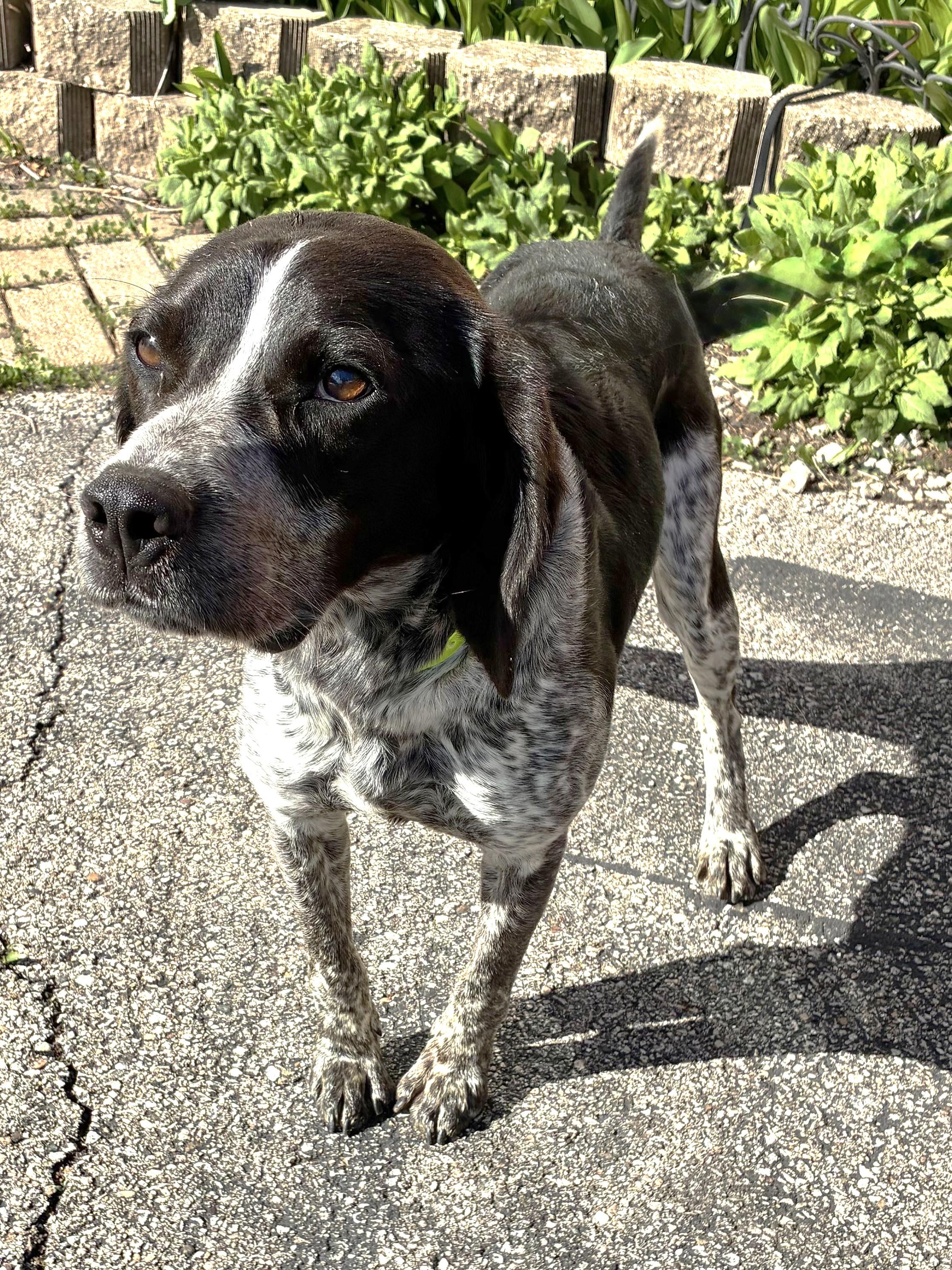 Enlarge Tupelo, a ADOPTABLE mixed breed in West Chicago, IL image 2/3