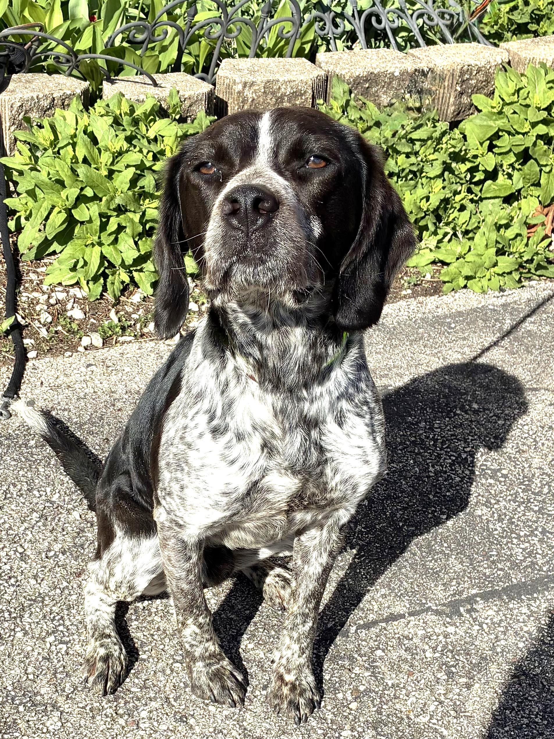 Enlarge Tupelo, a ADOPTABLE mixed breed in West Chicago, IL image 3/3