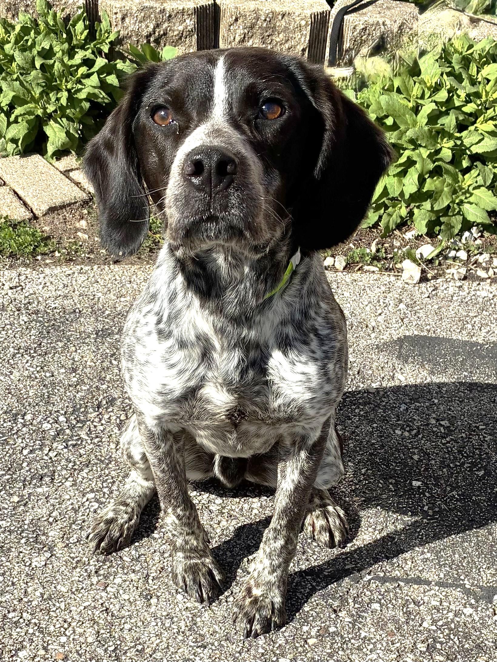 Tupelo, ADOPTABLE, Puppy Male Bluetick Coonhound & Beagle.