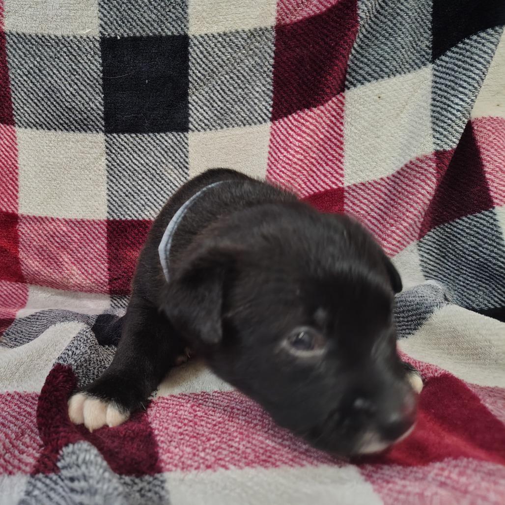 Forrest/org plaid/black, a Adoptable mixed breed in Coos Bay, OR image 1/5