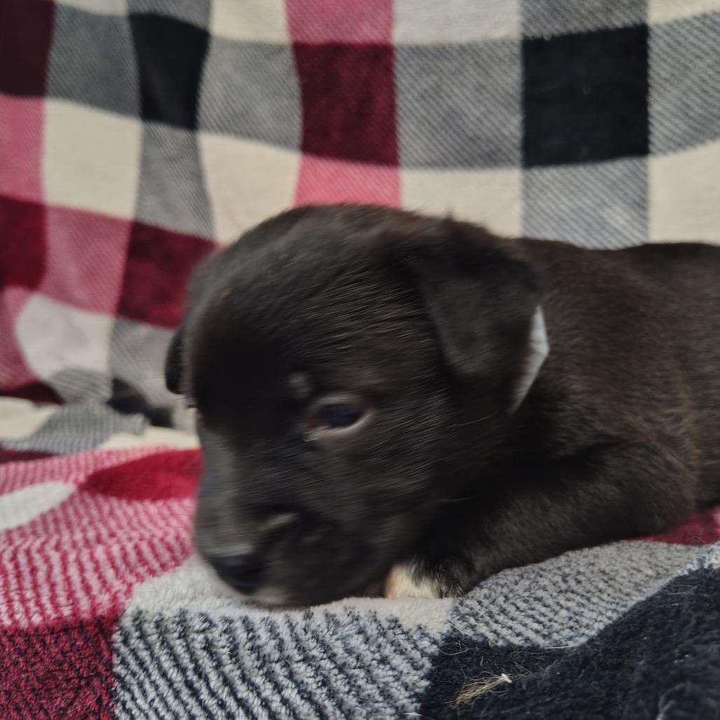 Forrest/org plaid/black, a Adoptable mixed breed in Coos Bay, OR image 2/5