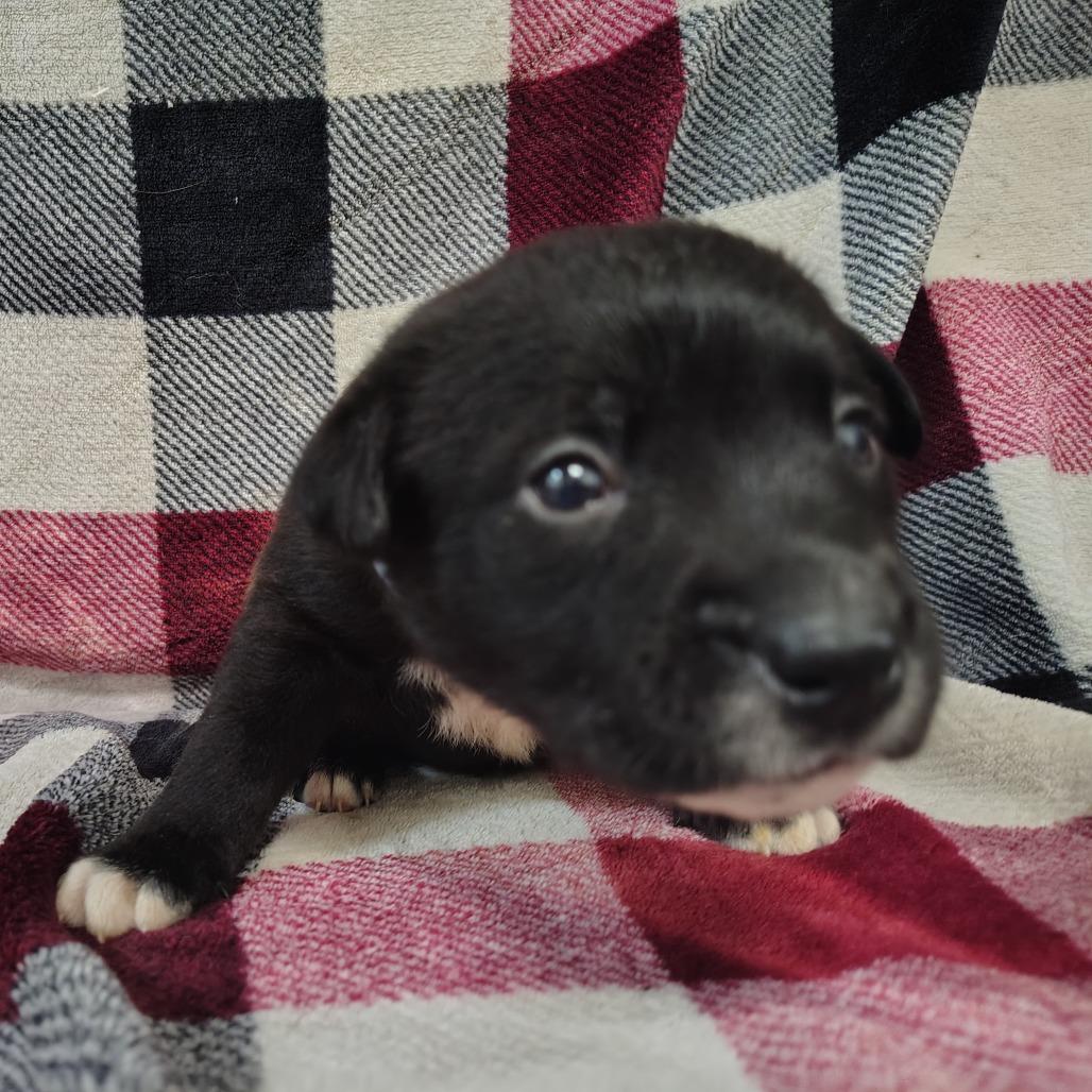 Forrest/org plaid/black, a Adoptable mixed breed in Coos Bay, OR image 3/5