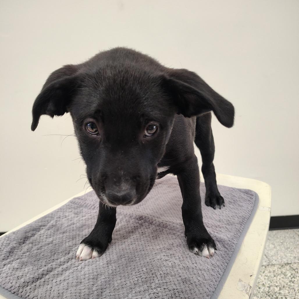 Forrest/org plaid/black, a Adoptable mixed breed in Coos Bay, OR image 4/5