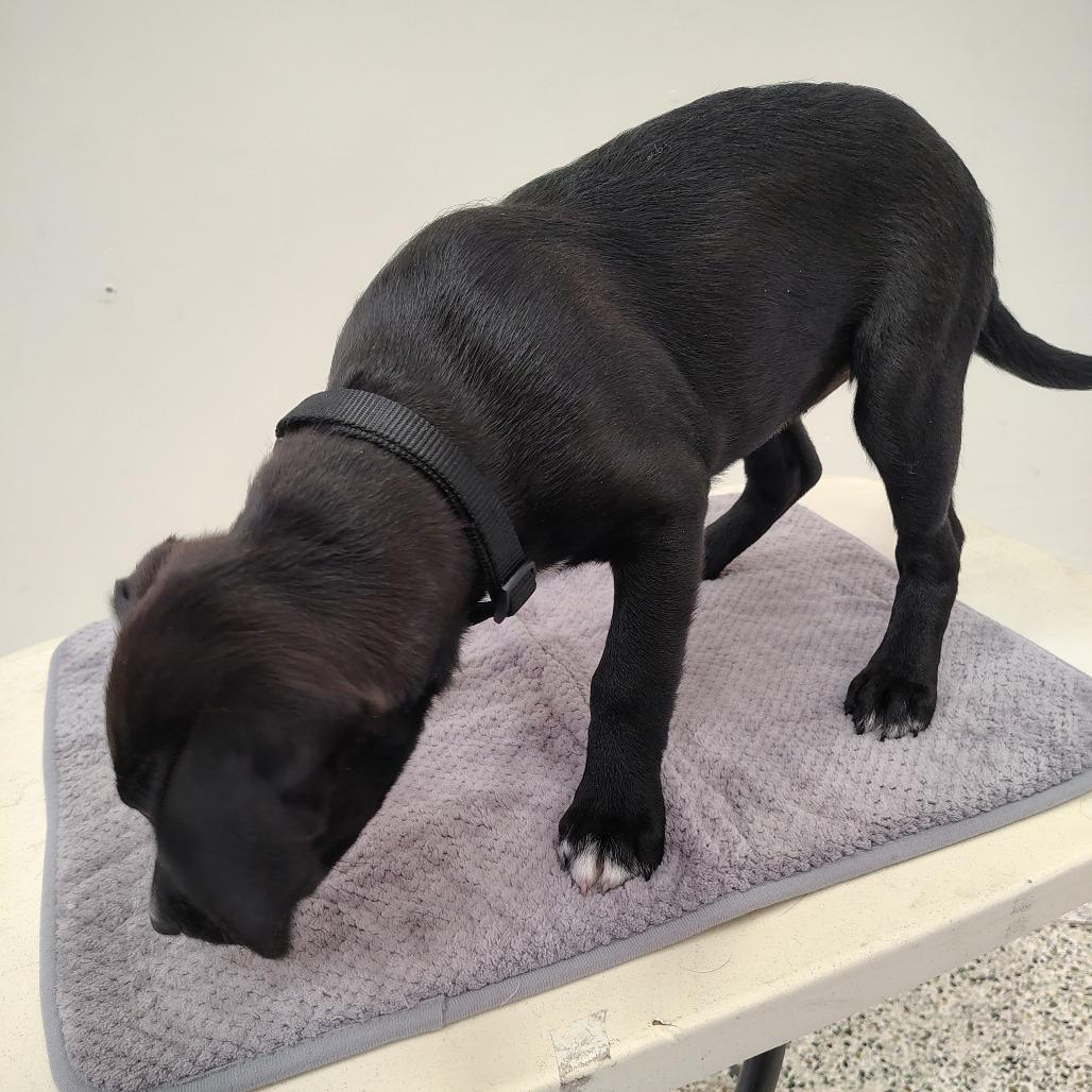 Forrest/org plaid/black, a Adoptable mixed breed in Coos Bay, OR image 5/5