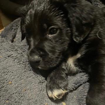 Comet, Adopted, Adult Male Cattle Dog & Mixed Breed.