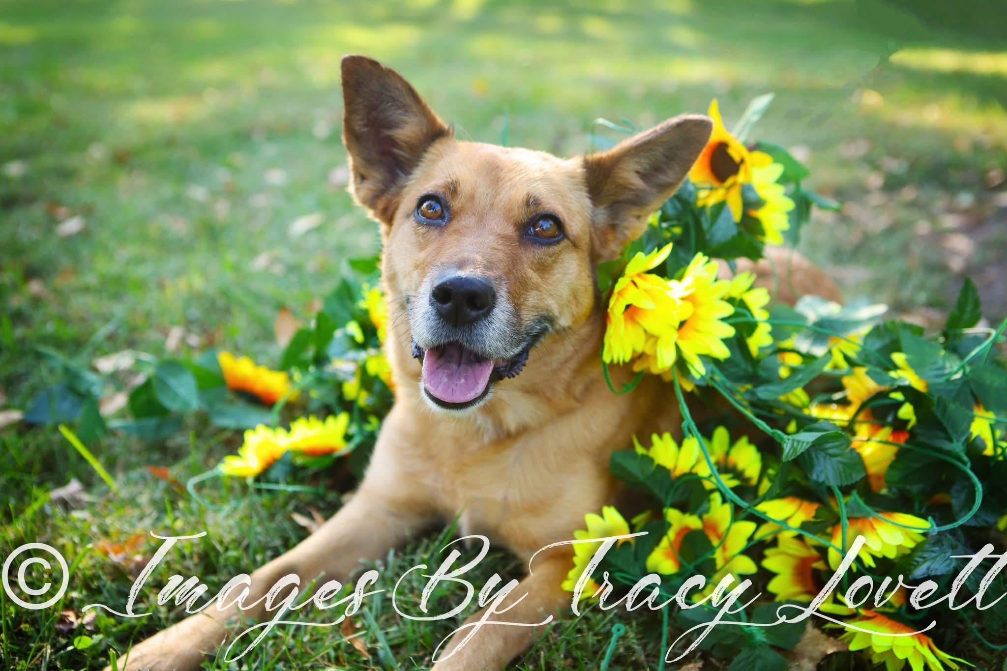 Sandy, Adoptable, Adult Female Shepherd.