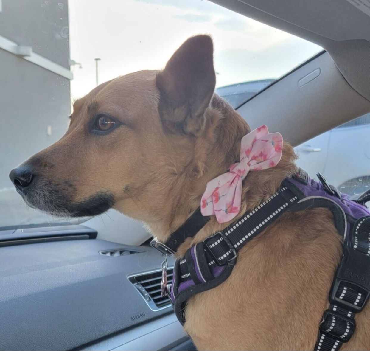 Sandy, Adoptable, Adult Female Shepherd.