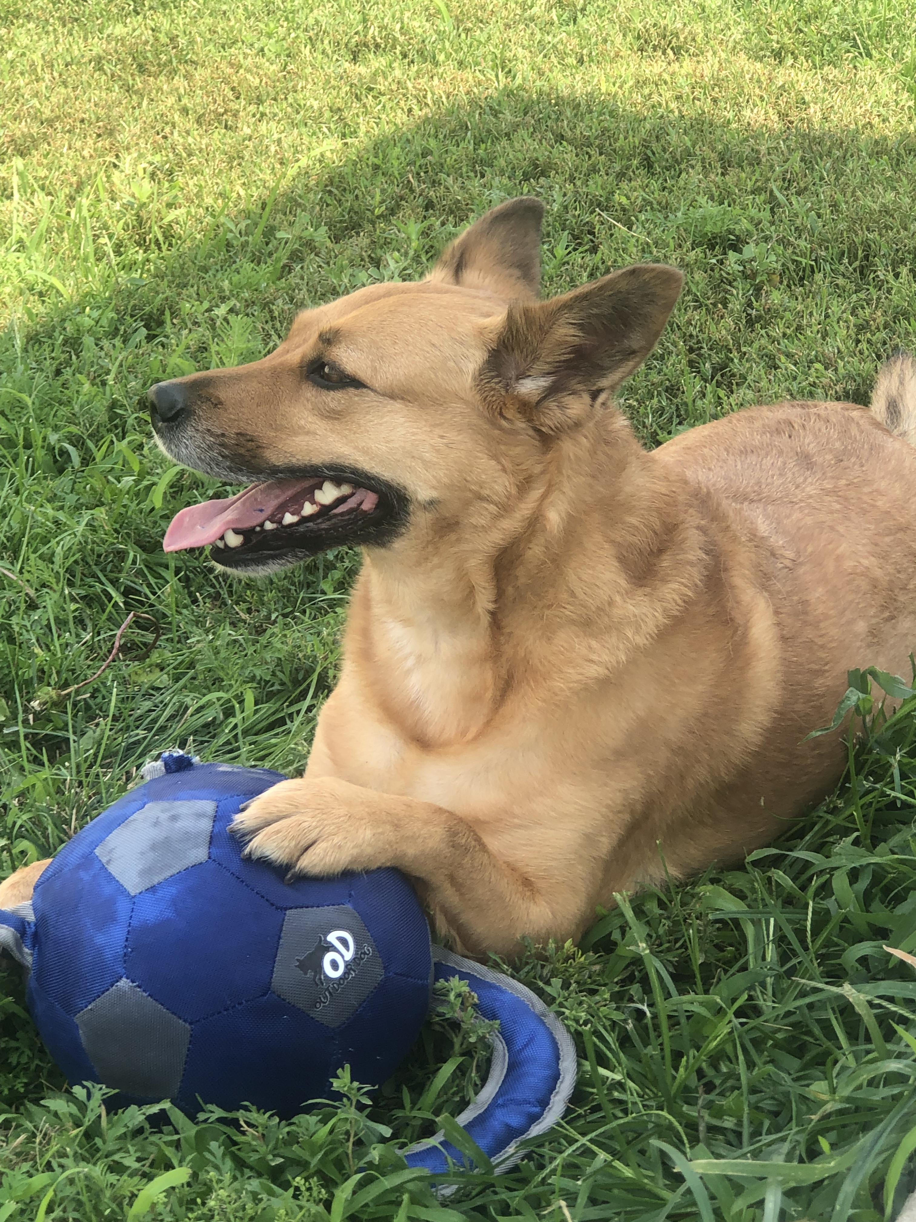 Sandy, a Adoptable Shepherd in Shenandoah, IA image 5/5