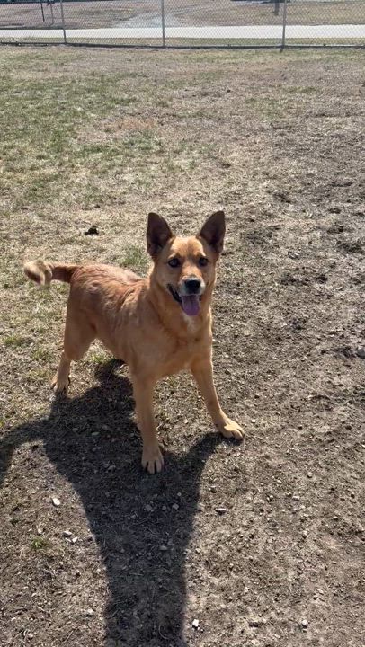 Enlarge Sandy, a Adoptable Shepherd in Shenandoah, IA video 2/5