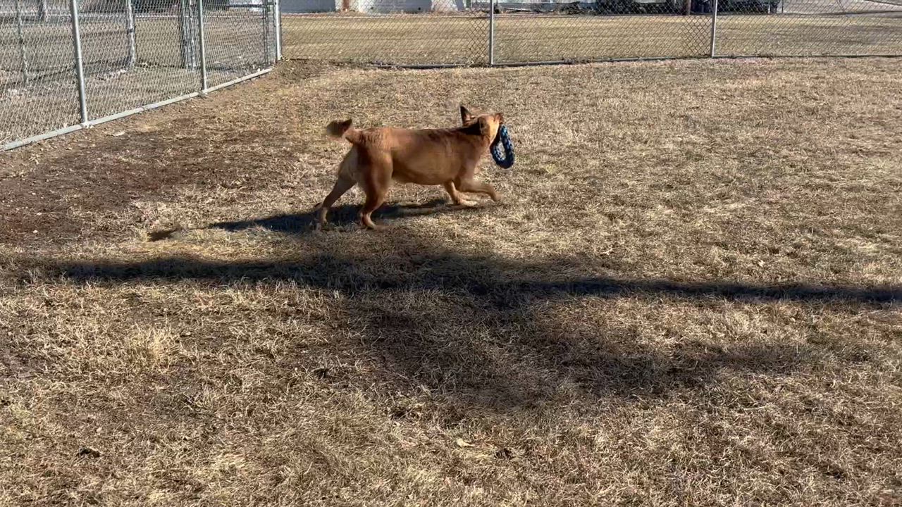 Enlarge Sandy, a Adoptable Shepherd in Shenandoah, IA video 4/5