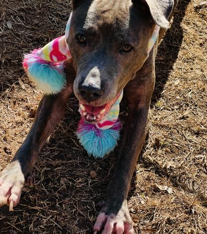 Bella $25 Fostered, Adoptable, Adult Female Pit Bull Terrier & Mixed Breed.
