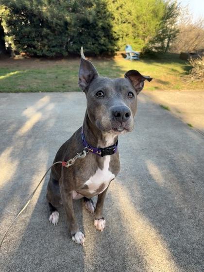 Enlarge Bella $25 foster, a Adoptable mixed breed in Seneca, SC image 1/3