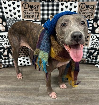 Bella $25 fostered, Adoptable, Adult Female Pit Bull Terrier & Mixed Breed.