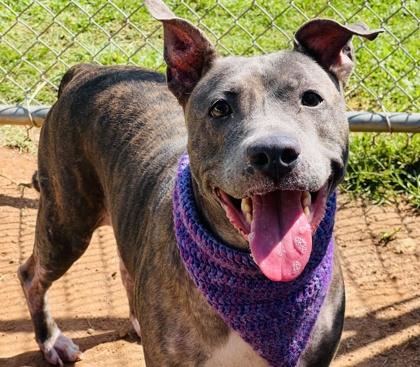 Enlarge Bella $25 foster, a Adoptable mixed breed in Seneca, SC image 2/3