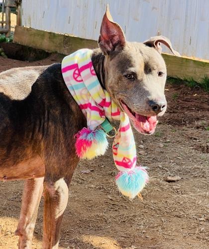 Enlarge Bella $25 Fostered, a Adoptable mixed breed in Seneca, SC image 2/3