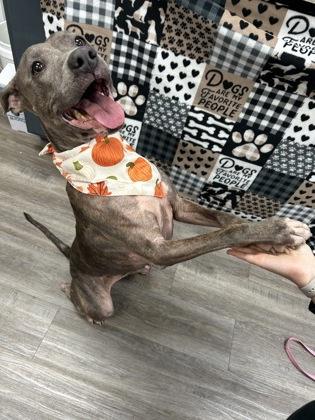 Enlarge Bella $25 fostered, a Adoptable mixed breed in Seneca, SC image 2/3