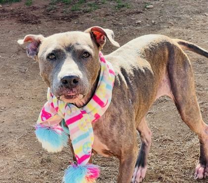 Enlarge Bella $25 Fostered, a Adoptable mixed breed in Seneca, SC image 3/3