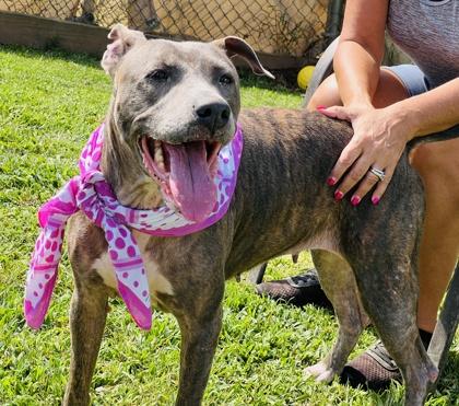 Enlarge Bella $25 foster, a Adoptable mixed breed in Seneca, SC image 3/3